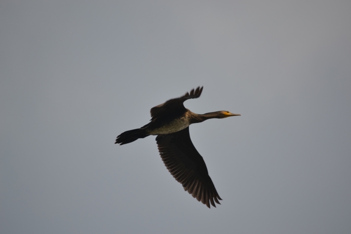 cormorano in volo